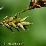 Carex elongata Vaisius