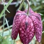 Fritillaria meleagris Kvet
