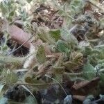 Kickxia lanigera Hoja