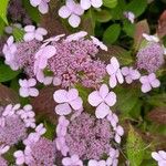 Hydrangea aspera ᱵᱟᱦᱟ