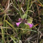 Clinopodium vulgareBlomst