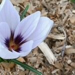 Crocus sativus Květ