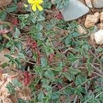 Helianthemum marifolium Flower