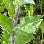 Campanula bononiensis Leaf