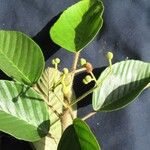 Coussapoa villosa Annet