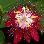 Passiflora pittieri Flor