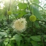 Cephalanthus salicifolius ফুল