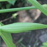 Hymenachne amplexicaulis Feuille