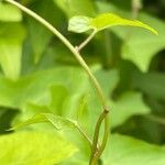 Calystegia silvatica Bark