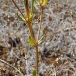 Centaurium tenuiflorum Corteza