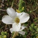 Barleria robertsoniae Květ