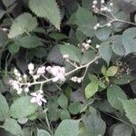 Rubus questieri 形態