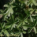 Potentilla valderia Other