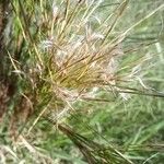 Andropogon bicornis Fruit