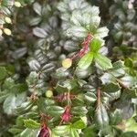 Berberis darwinii Плод