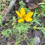 Bidens aristosa Flower