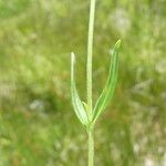 Epilobium palustre पत्ता