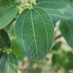 Ziziphus spina-christi Yaprak