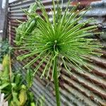Equisetum telmateia Flor