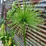 Equisetum telmateia പുഷ്പം