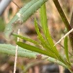 Senecio madagascariensis Levél