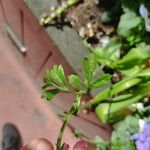 Ranunculus asiaticus 葉