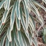 Euphorbia characias Blad