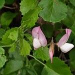 Ononis rotundifolia Kvet