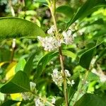 Osmanthus heterophyllus Virág