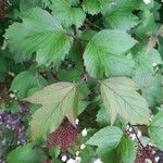 Viburnum sargentii Leaf