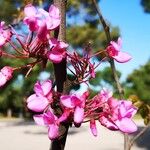 Cercis siliquastrumFlors