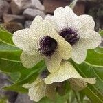 Hyoscyamus niger 花