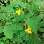 Impatiens noli-tangere Flower