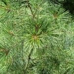 Pinus strobus ᱥᱟᱠᱟᱢ