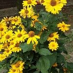 Heliopsis helianthoides Flors