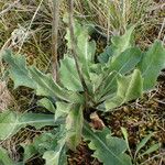 Crepis albida Folla