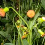 Emilia sonchifolia Plod