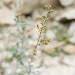 Artemisia sieberi Kvet