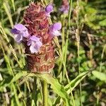 Prunella vulgarisFlors