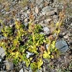 Veronica bellidioides Likasa