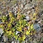 Veronica bellidioides Blad