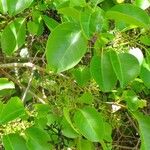 Pisonia subcordata برگ