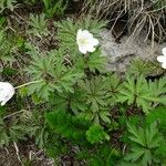 Anemone nemorosa ᱛᱟᱦᱮᱸ