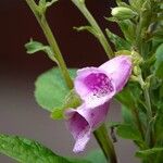 Digitalis purpurea Агульны выгляд