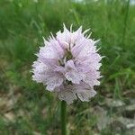 Neotinea tridentata 花