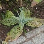 Kalanchoe gastonis-bonnieri Ліст