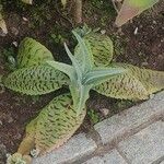 Kalanchoe gastonis-bonnieri Levél