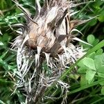 Cynara humilis Frugt