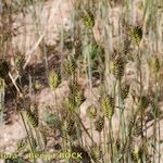 Triticum monococcum Συνήθη χαρακτηριστικά