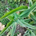 Kalanchoe ceratophylla Hoja